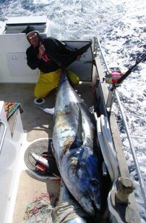276kg bluefin caught by Steve Odelli